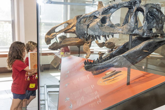 Children looking at a dinosaur skull inside a vitrine