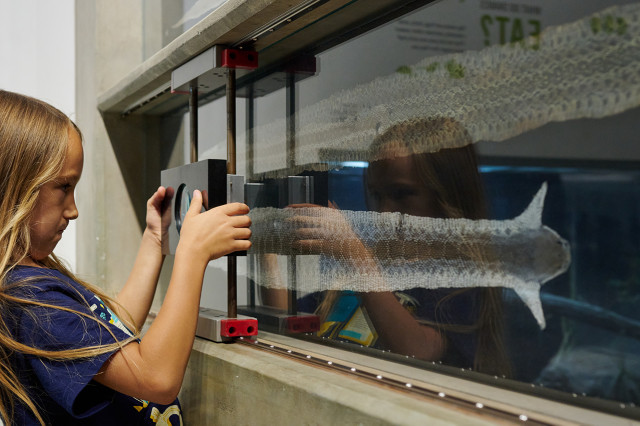 Child holding on to a sliding magnifying glass over a snakeskin encased in a vitrine 