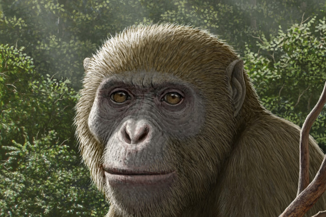 illustration of extinct ape