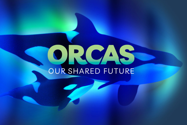 Two black and white orcas swimming in a green, blue, and purple field of color