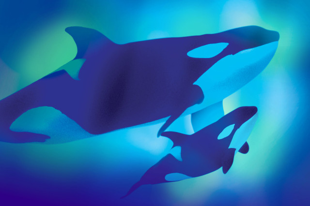 Two black and white orcas swimming in a green, blue, and purple field of color