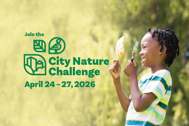 Join the City Nature Challenge April 24–27, 2026 next to child holding up a magnifying glass, against a blurry green background
