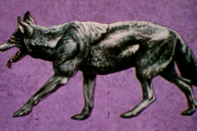 Sideview of black and white dire wolf against a purple background