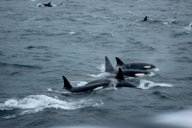 A pod of orcas  breaching in cold waters