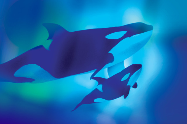 Art for Orcas Welcome Day