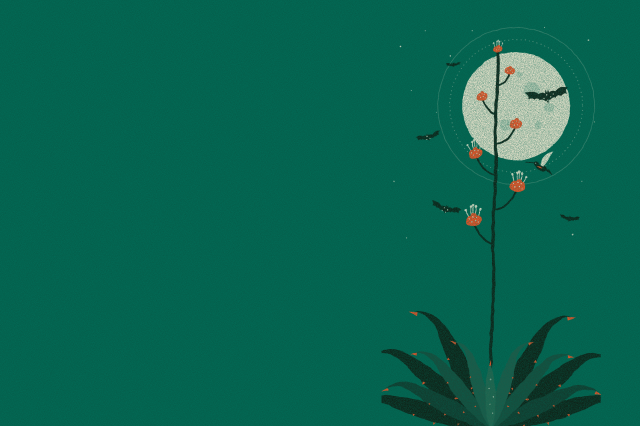 A graphic depiction of dark green bats and a bird surround an agave plant in front of a full moon on a green background.