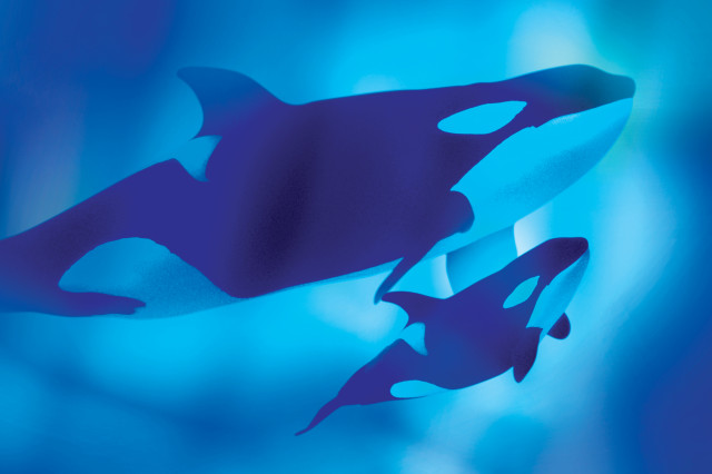 Two black and white orcas swimming in blue water