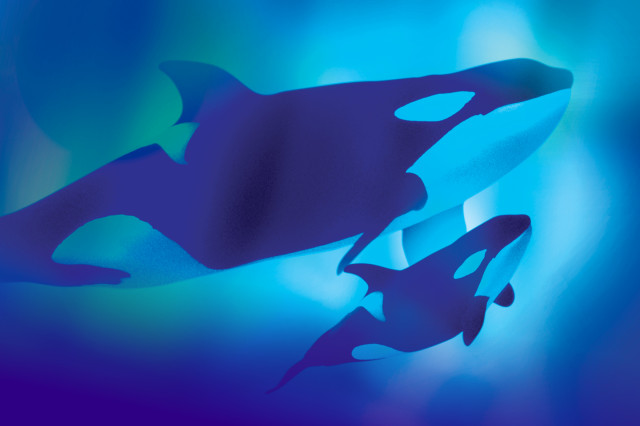 Two black and white orcas swimming in a green and blue field of color