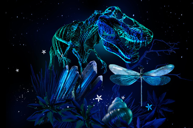 Blue illuminate dinosaur skeleton, dragonfly, and shell against a starry night sky