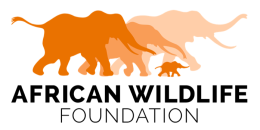 American Wildlife Foundation in capital letters below an illustration in orange of multiple elephants