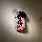 Spanish moth (Xanthopastis regnatrix), Florida. 