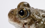 close up of Prince the spadefoot frog