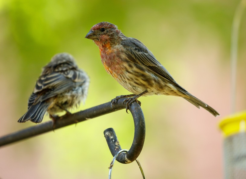 Close up of finches on a bird feeder