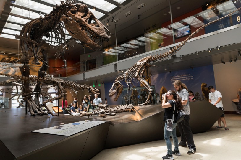 t-rex skeleton in dinosaur hall