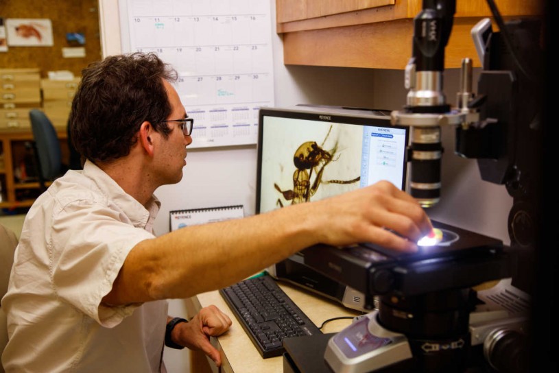 Entomology Curator Brian Brown uses a microscope to get a closer look at a piece of amber containing an ancient ant.