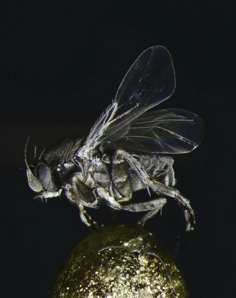 macabre species Conicera tibialis
