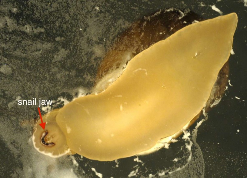 Underside of Cornu aspersum showing the single reddish-brown jaw of the mouth.