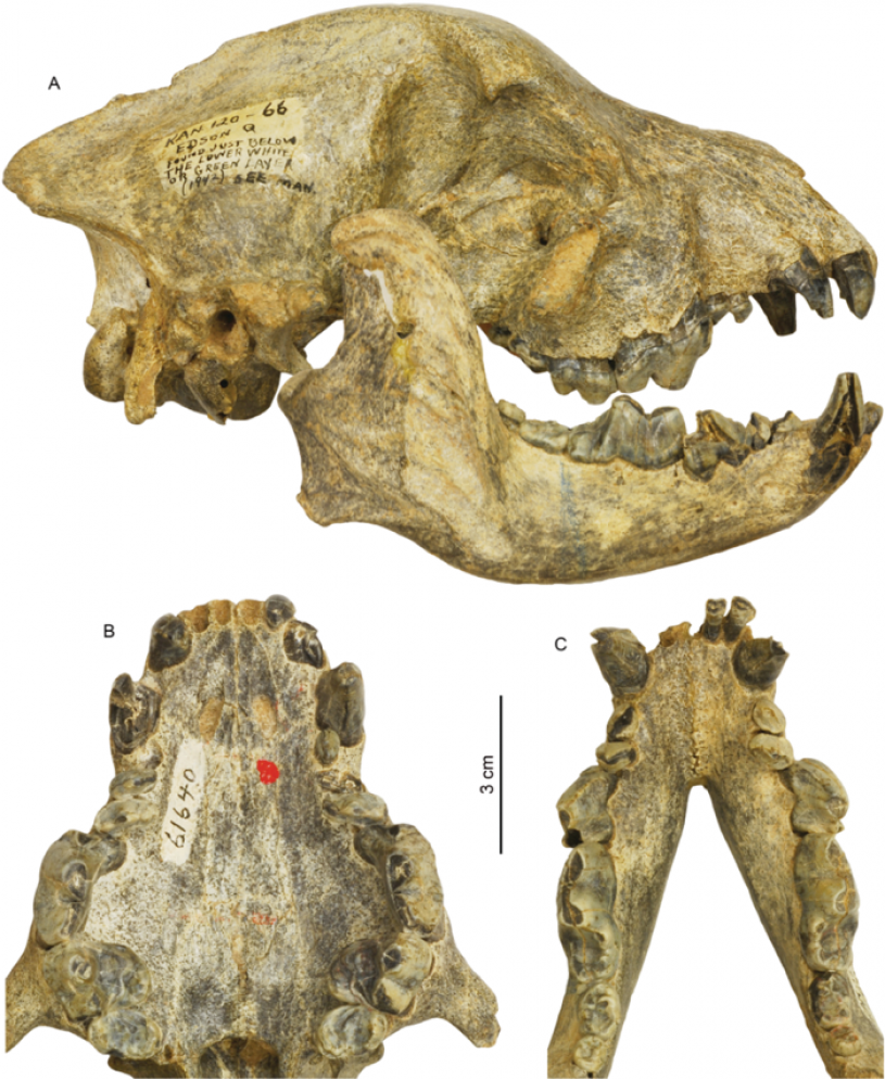 Thick jaws are on this bone-crushing dog fossil. 