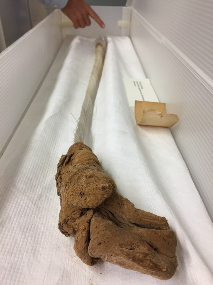 This individual in the Marine Biodiversity Department at NHMLA was collected off La Jolla in 1979, and is a little over three feet long.