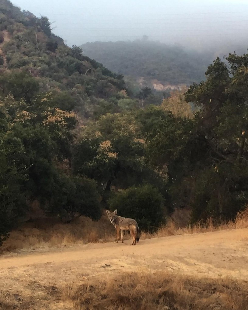 Coyote strolling the trails in Griffith Park. 