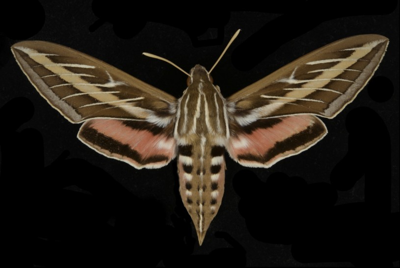 Sphinx Moth Black 
