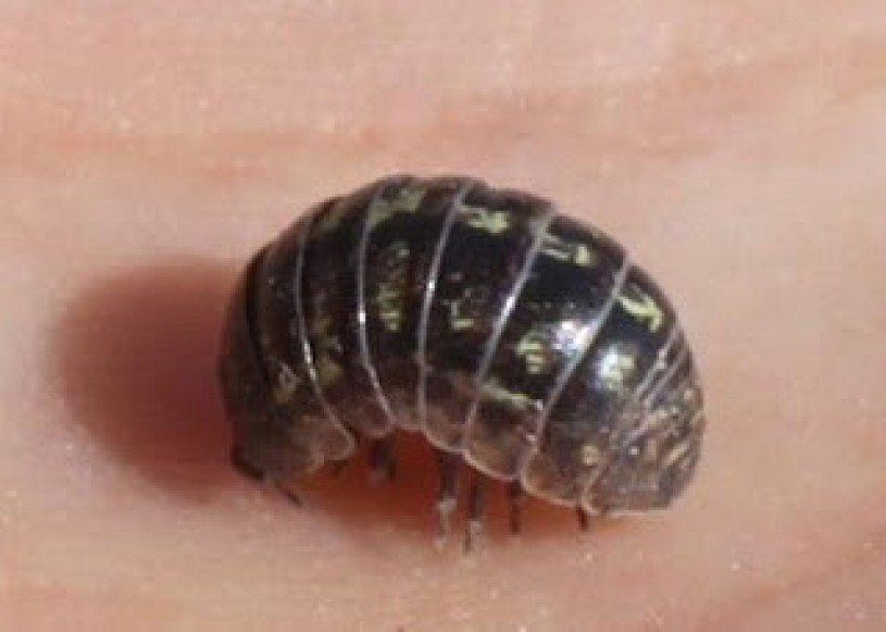 Common Pill Bug, Armadillidium vulgare