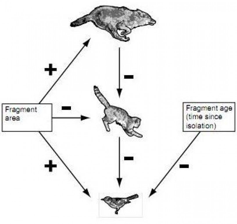 Diagram depicts influence of coyote presence on feral cat and bird populations, Photo credit: Crooks and Soulé 1999. 