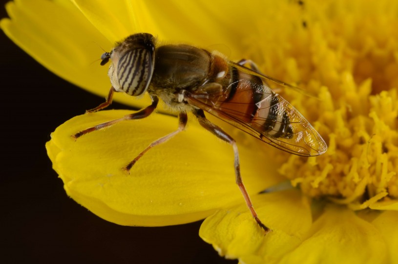 Striped-eye flower fly 