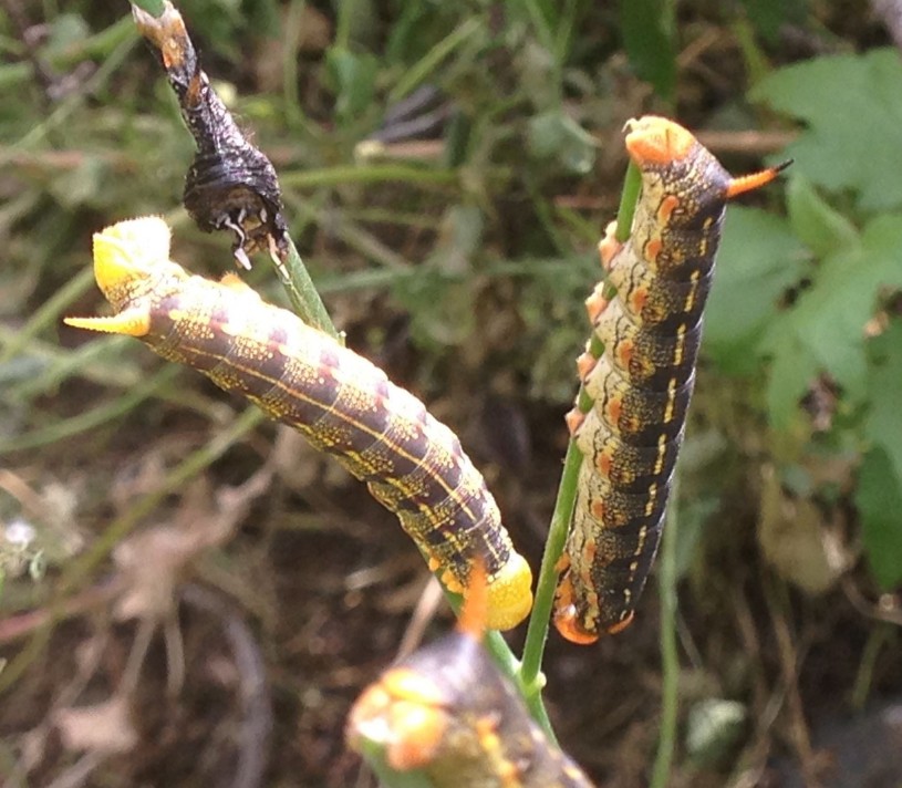 Larvae of the White-Lined sphinx moth. 