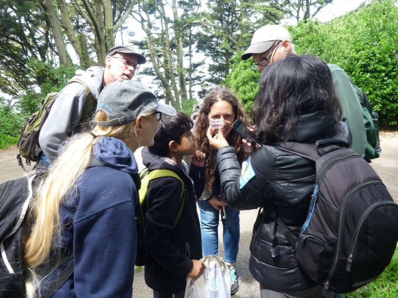 Community scientists checking out an insect found during a bioblitz in San Francisco 