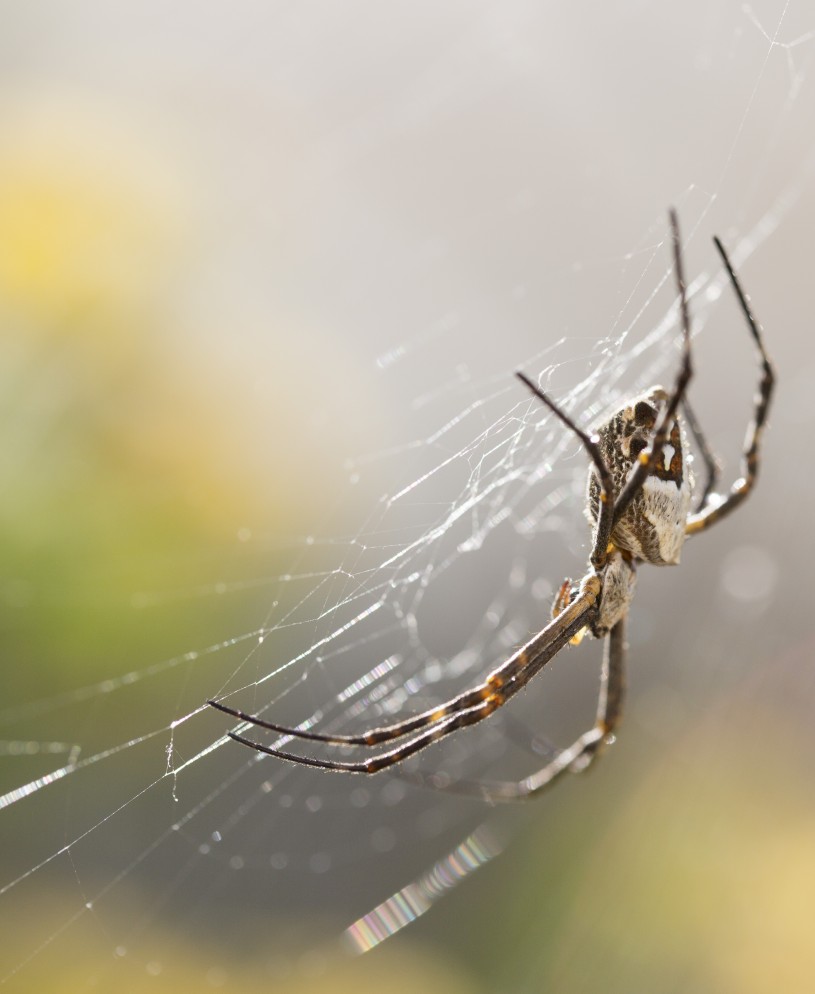 A close-up photograph of a silverback spider on its web