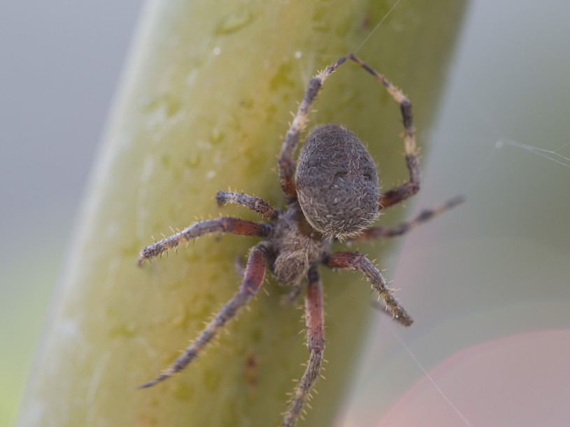Close-up photograph of a barn spider on a plant