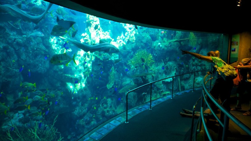 Visitors at the Aquarium of the Pacific