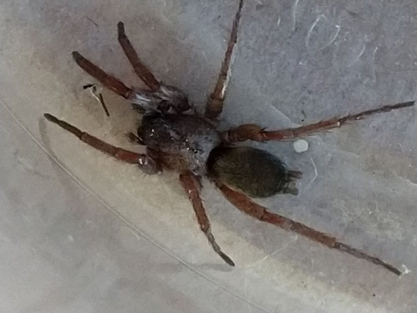 grey and black jumping spider in egg sac - Platycryptus californicus 