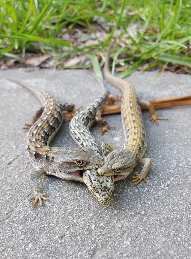 Two males biting the head and neck region of a female Southern Alligator Lizard
