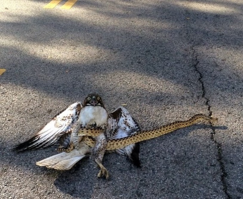 A Gopher Snake successfully defending itself from the attack of a juvenile Red-tailed Hawk