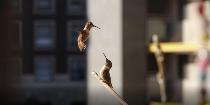 two hummingbirds looking at each other