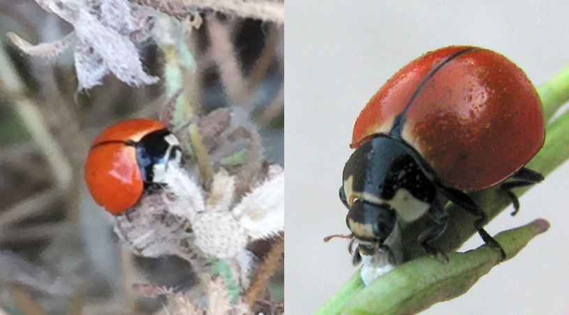 Side by side comparison of Richard and Harsi&#039;s ladybugs