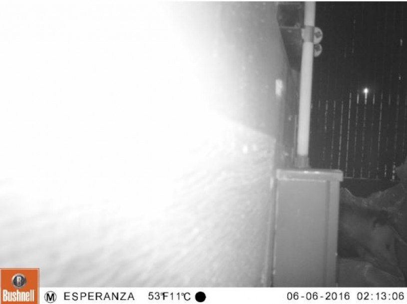 Opossum walking past camera trap just like the students predicted.