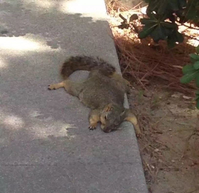 Fox squirrel heating dumping at Pasadena City College.