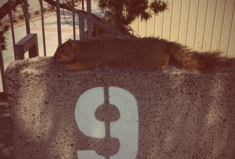Fox squirrel heating dumping at El Camino College.