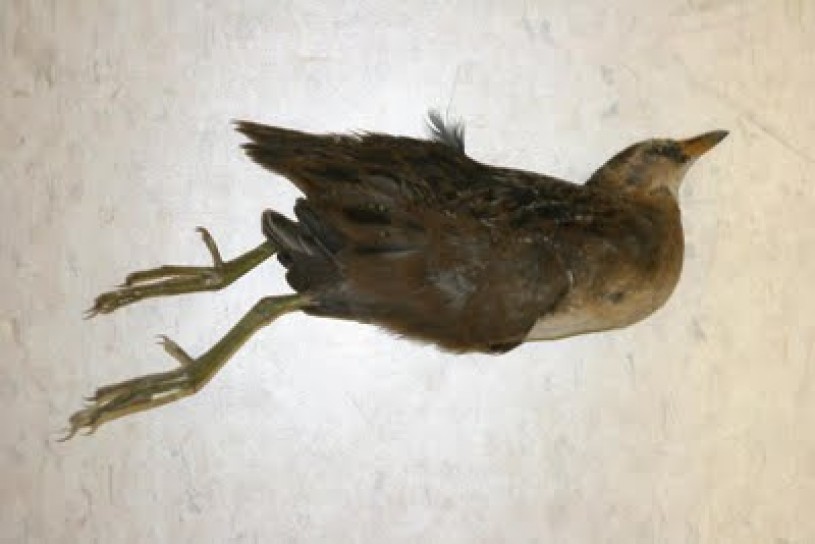 Bird, pre-taxidermy, broken
