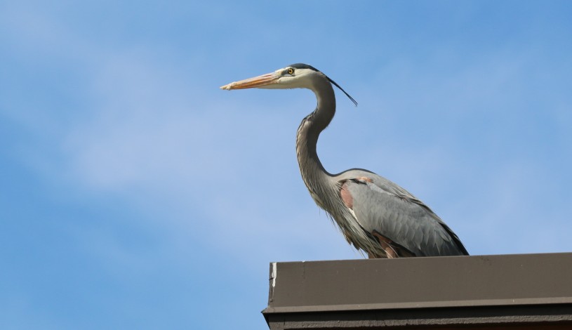 Great Blue Heron perching on the roof at the Audubon Center at Debs Park
