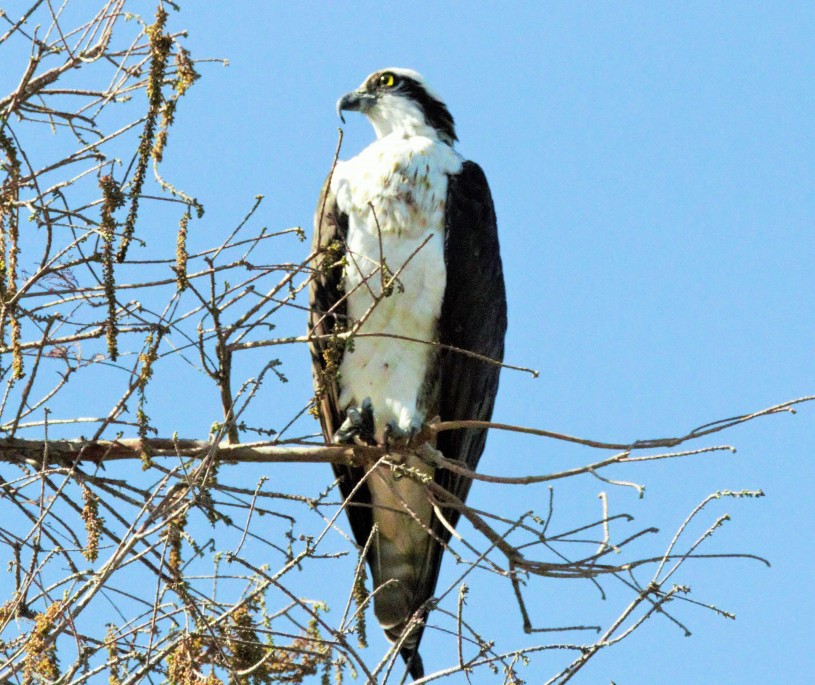 Osprey sitting in a tree above the Los Angeles River