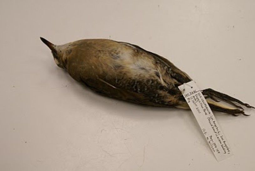 Death, bird, taxidermy, museum