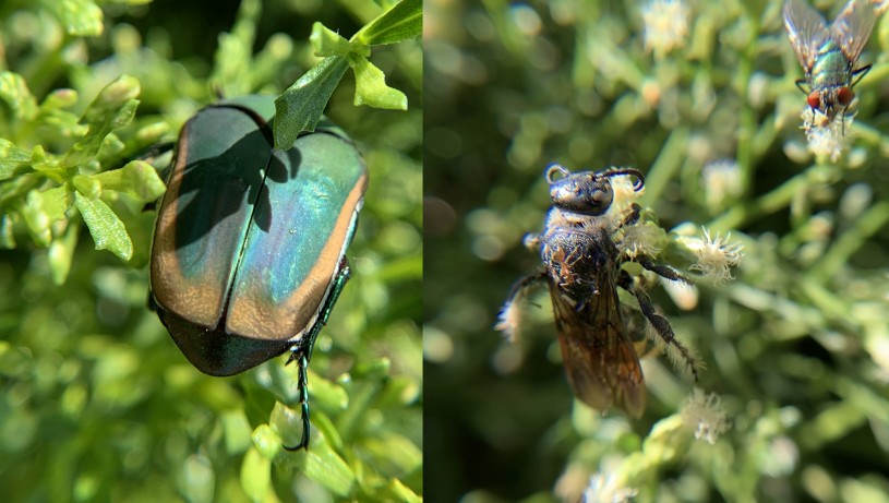 Two photos show a metallic green fig beetle and a dead scoliid wasp