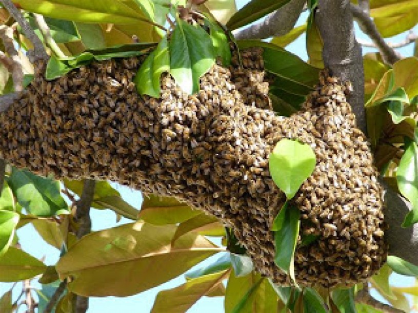 swarm, no hive, bees