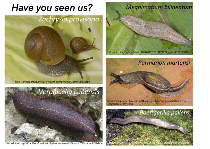 Community science, snails, slugs, arthro