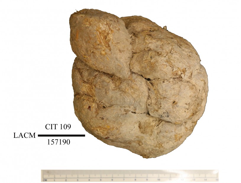 Large rounded dung bolus.