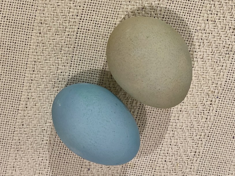 two eggs, one green one blue drying on a table cloth